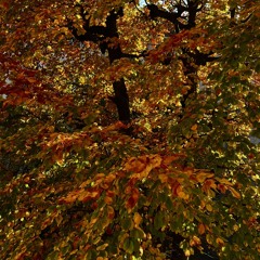 First autumn song