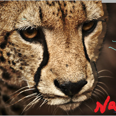 Panther (Instrumental)