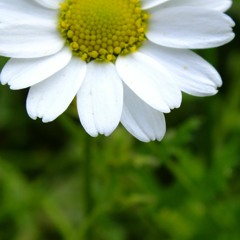 Volkan Konak - Ömür Bizi Beklemez - Kuzeyin Oğlu Volkan Konak 7. Bölüm.mp3