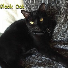 Black Cat (Collaboration with Zelinsky Studios)