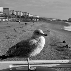 SEAGULL