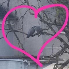 Täubchen, Komm In Die Gänge!