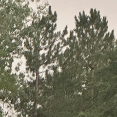 Dead Tree