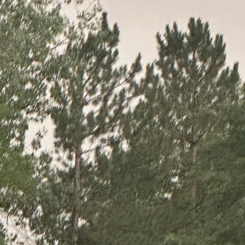 Dead Tree