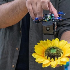 WPI - Researcher - Develops - RoboBees - Drones - For - Pollination