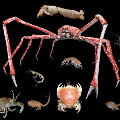 Crustacean Kingdom