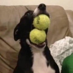Dog Awesome