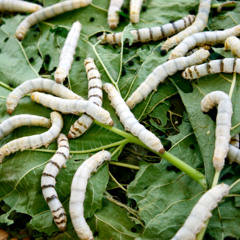 Silkworm