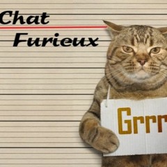 Chat Furieux (Angry Cat)