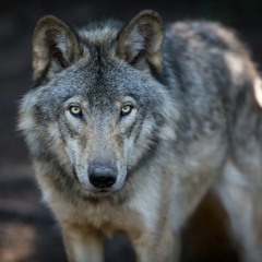 Wisconsin Oversteps in Wolf Hunt