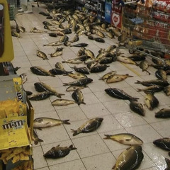 Echo, Bravo (Duster Cover) - Seraphim