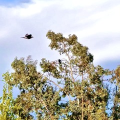 Various Bleeps & Bloops [002]