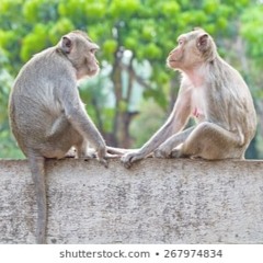 Two Monkeys In Love