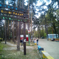 Куди «зникають» київські ліси і як їх захистити?