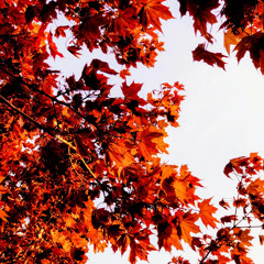단풍 [Maple]