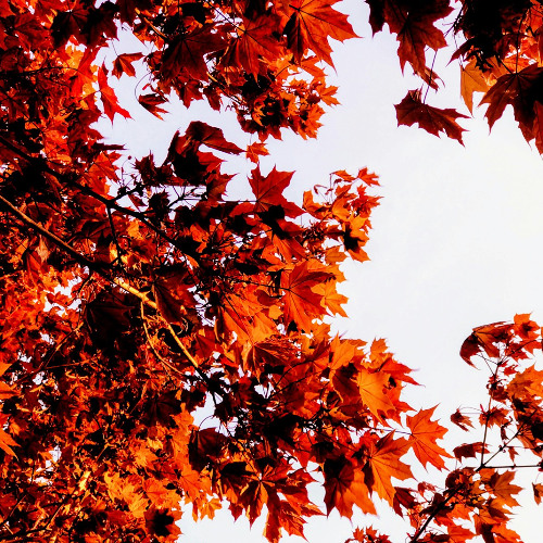 단풍 [Maple]
