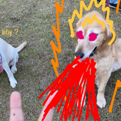 choダルぃ