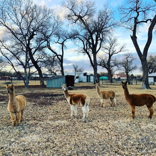 It's gonna be alright  - DEMO VOCAL