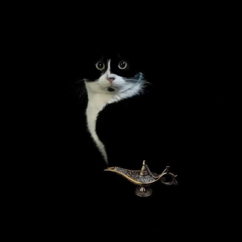 Danse Sous La Pluie (My cat is a genius Remix) Feat.Georgette