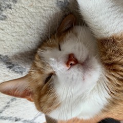 Indoor Cat