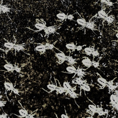 ANT MILL (feat. Djeg Anton)