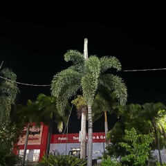 SUNSETS & PALMTREES