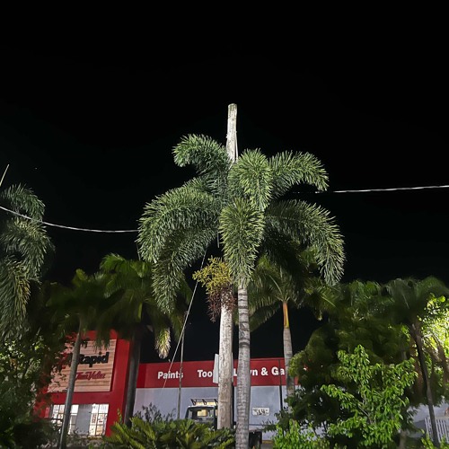 SUNSETS & PALMTREES