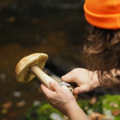 Magic Boletus