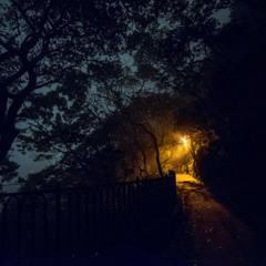 In The Woods