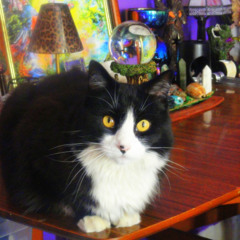 The Moodswing Show with Lady Passion - 12 September 2025