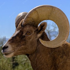 Carnero del Desierto