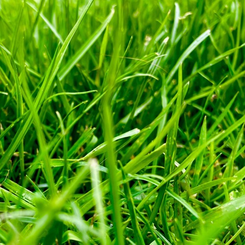 Verdant Session 21_5 for Timeline Music