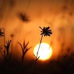 Billie Eilish - Wildflower (Danilo & Wally W House Remix)