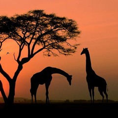 NLS - Hello Africa - Tubaca