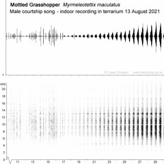 Mottled Grasshopper (Myrmeleotettix maculatus)