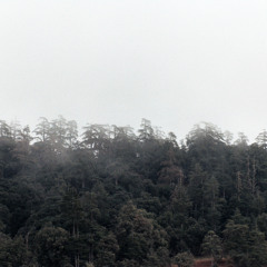 Dark Forest