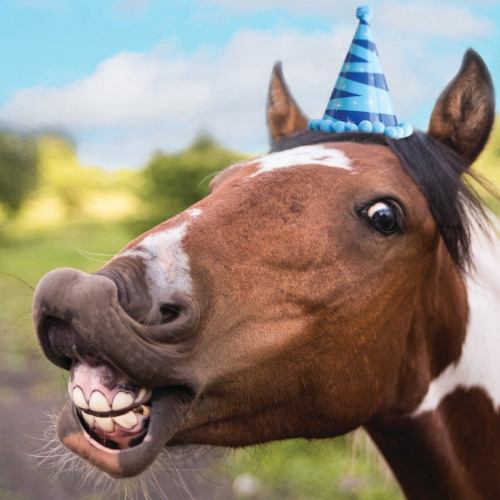 Knife - Knud Valdemar