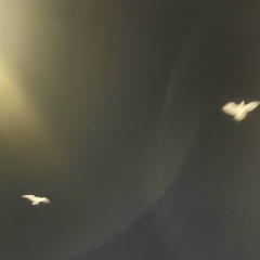 knife in my chest (where does your heart lie?)