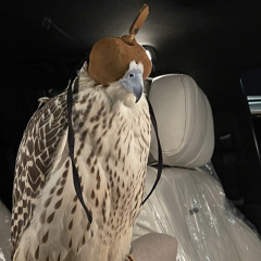 ᴹᴿᴹ بـن فــطيـس X يـوم الـوداع