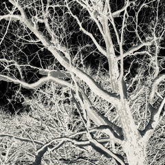 ASAGATA YUKI NO SEKAI