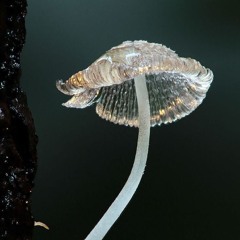 MRD - Kvål [POSS010]