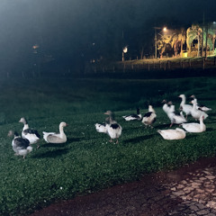 Por Causa de Você (Cover)