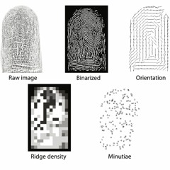 Episode 264 - Fingerprints Proven by AI to Not Be Unique!
