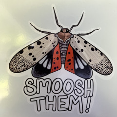 Spotted Lanternfly Song