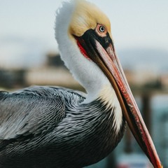 TPC #271 Fly Pelican Fly