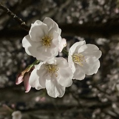 White Garden