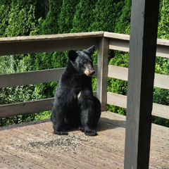 Bear in My Yard