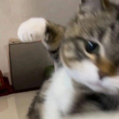 Cô Gái Gucci Remix Tiktok _ Soái Nhi x 1988s Remix _ Hôm qua anh đi đâu_ Tại sao anh không đón em__A