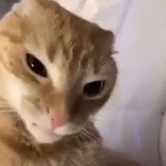 nope your too late i already died (wifiskeleton one shot cover)