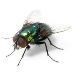 mosca song
